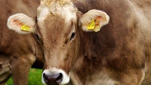 Следи от вирус на птичи грип са открити в пастьоризирано краве мляко в САЩ