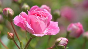“Празник на розата” в Казанлък предизвика международен интерес